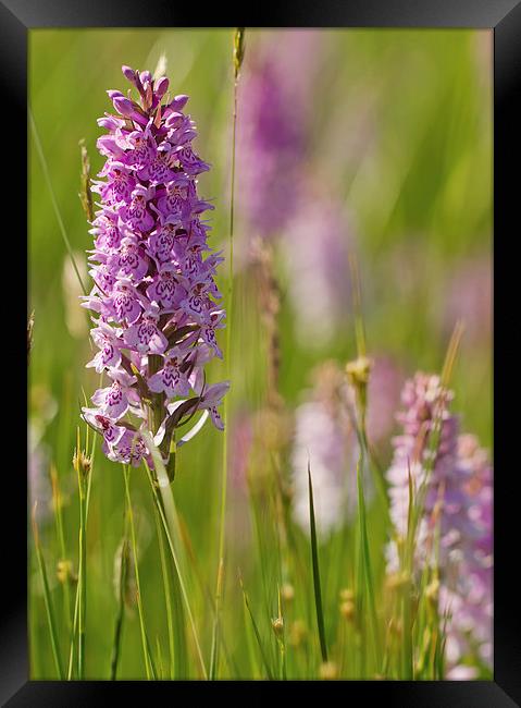 Orchid Frenzy Framed Print by Sue Dudley