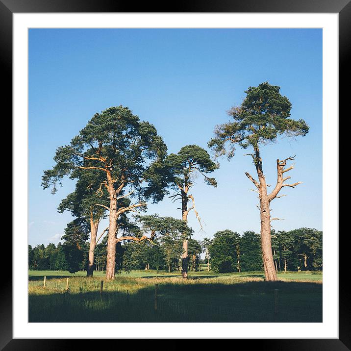 Pine trees. Framed Mounted Print by Liam Grant