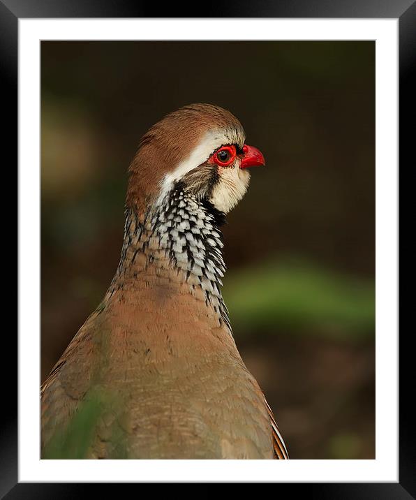Red Legged Partridge Framed Mounted Print by Sue Dudley