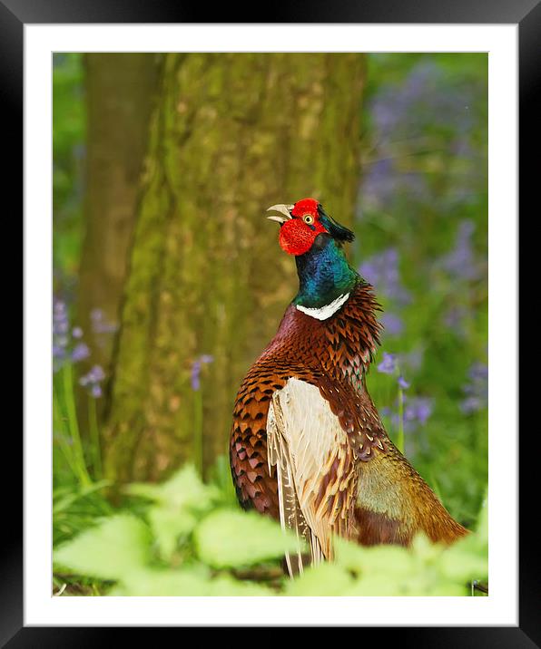 Cock of the Wood Framed Mounted Print by Sue Dudley