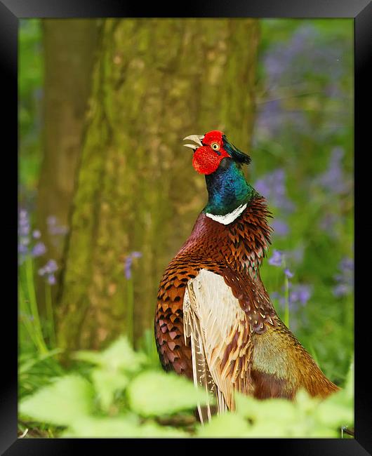 Cock of the Wood Framed Print by Sue Dudley