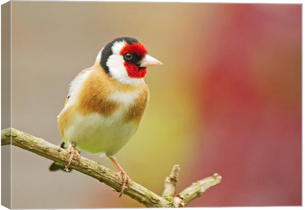 Colourful Goldfinch Canvas Print by Sue Dudley