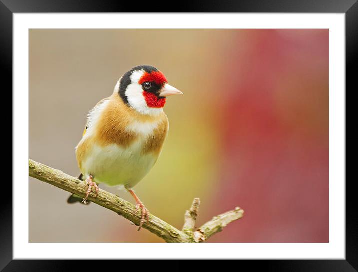 Colourful Goldfinch Framed Mounted Print by Sue Dudley