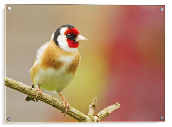 Colourful Goldfinch Acrylic by Sue Dudley