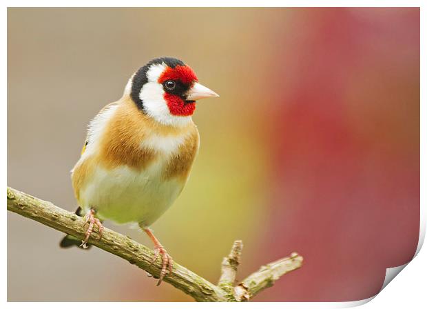 Colourful Goldfinch Print by Sue Dudley