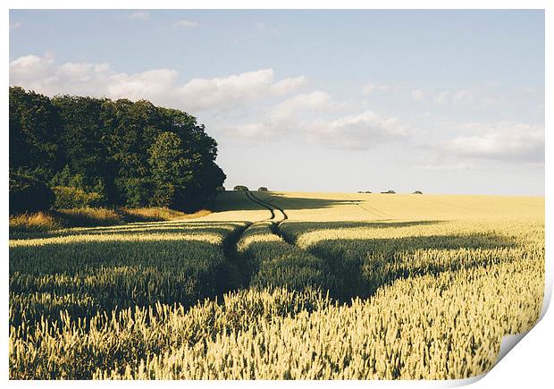 Track through wheat field. Print by Liam Grant