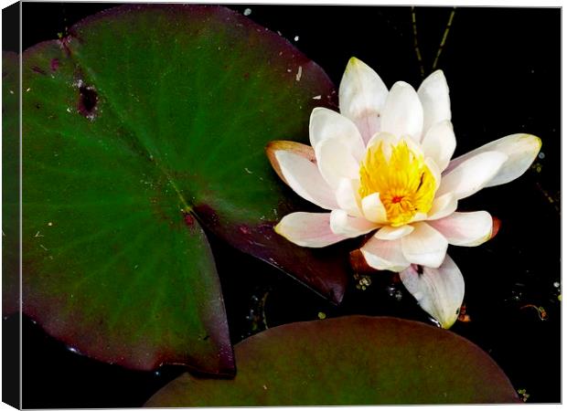 water lily Canvas Print by dale rys (LP)