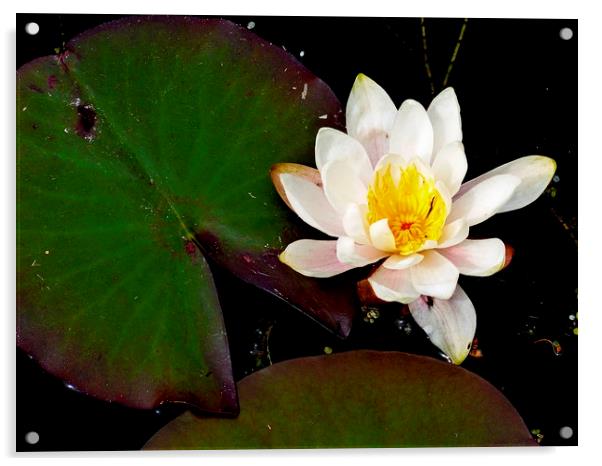 water lily Acrylic by dale rys (LP)