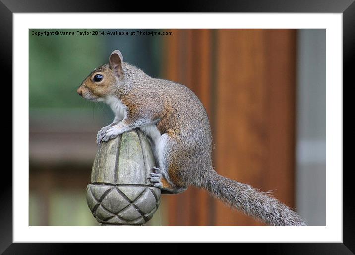 A Tough Nut To Crack! Framed Mounted Print by Vanna Taylor