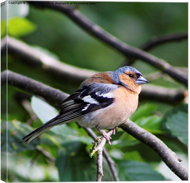 Inquisitive Chaffinch Canvas Print by Vanna Taylor
