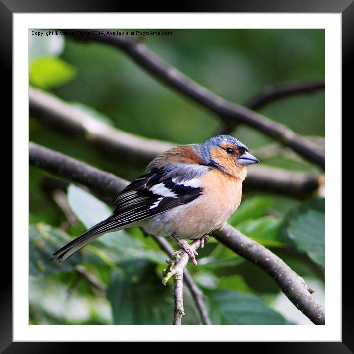 Inquisitive Chaffinch Framed Mounted Print by Vanna Taylor