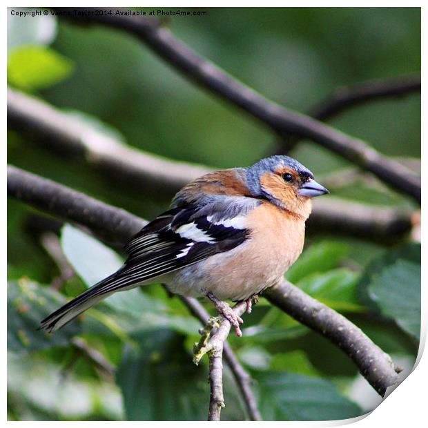 Inquisitive Chaffinch Print by Vanna Taylor