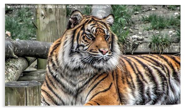 Sumatran Tiger Acrylic by rawshutterbug 