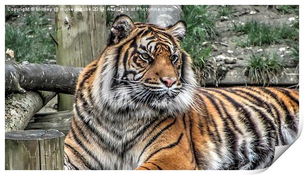 Sumatran Tiger Print by rawshutterbug 
