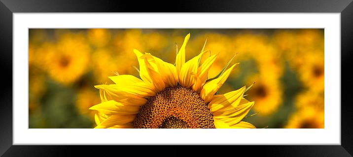 Sunflower Rising Framed Mounted Print by Nigel Jones