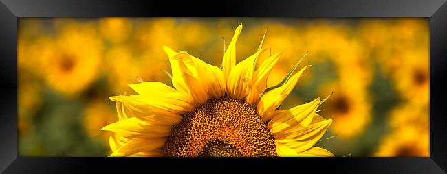 Sunflower Rising Framed Print by Nigel Jones