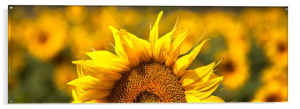 Sunflower Rising Acrylic by Nigel Jones