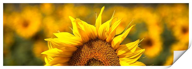 Sunflower Rising Print by Nigel Jones