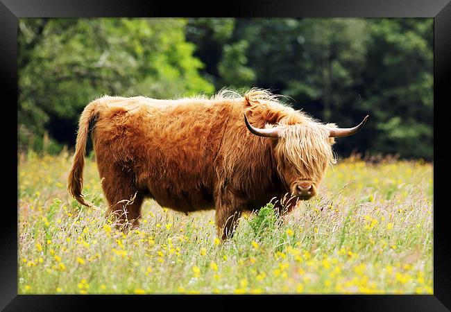 Highland Cow Framed Print by Grant Glendinning