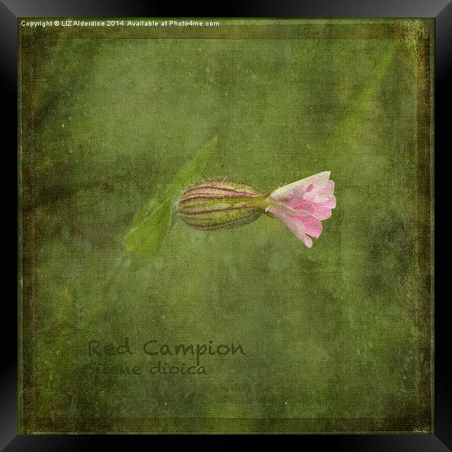 Red Campion Framed Print by LIZ Alderdice