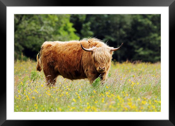 Highland Cow Framed Mounted Print by Grant Glendinning