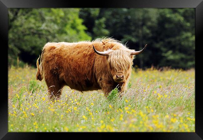 Highland Cow Framed Print by Grant Glendinning