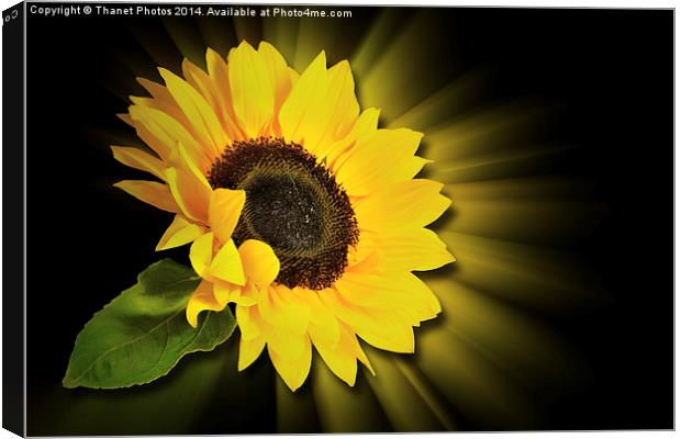 Sunflower 3d Canvas Print by Thanet Photos