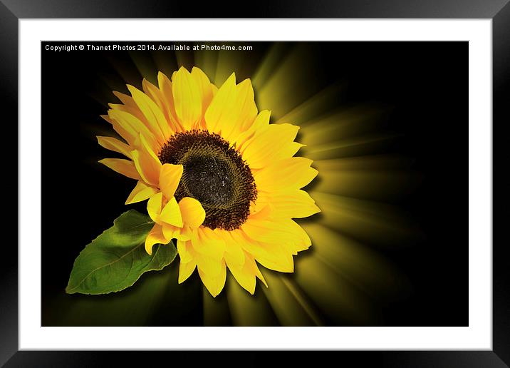 Sunflower 3d Framed Mounted Print by Thanet Photos