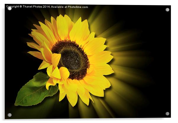 Sunflower 3d Acrylic by Thanet Photos