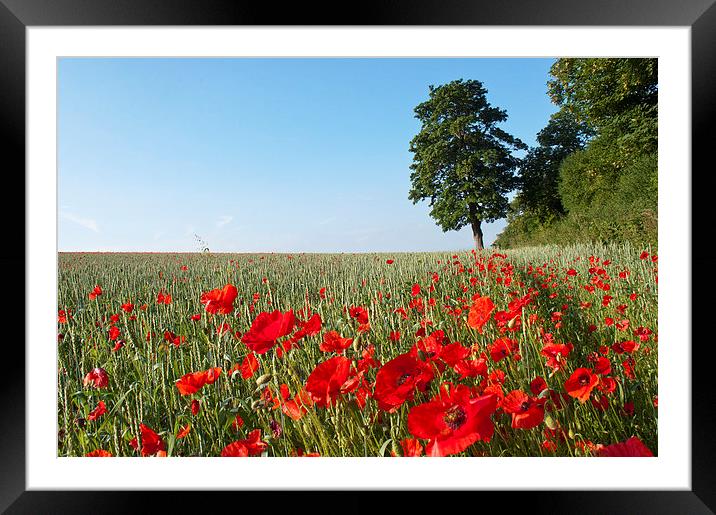 Red, Blue and Green Framed Mounted Print by Dawn Cox