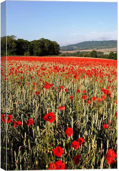 Kent Poppies Canvas Print by Dawn Cox
