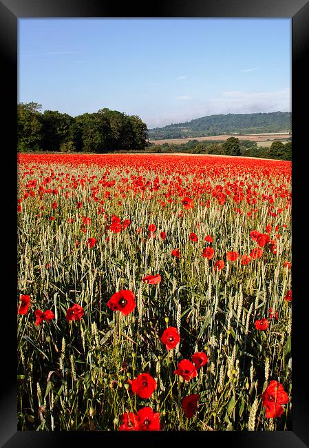 Kent Poppies Framed Print by Dawn Cox