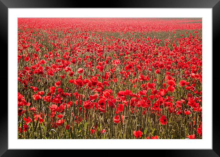 Sea of Red Framed Mounted Print by Dawn Cox