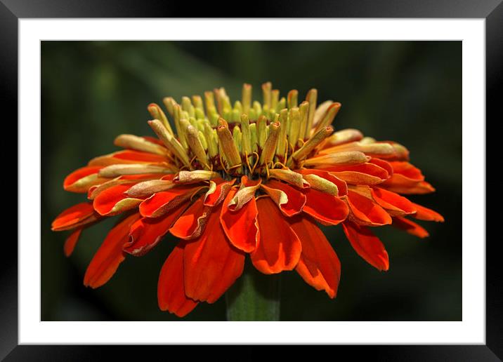 Red Flower Framed Mounted Print by Ankor Light