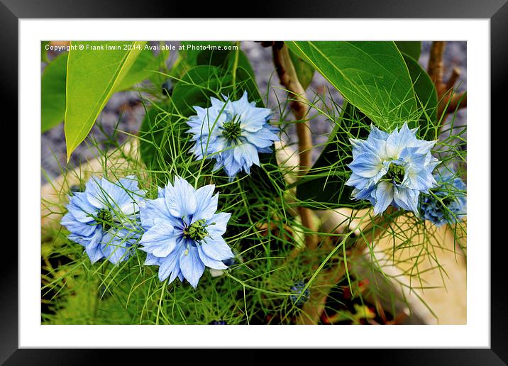 Nigella damascene aka “Love in a mist”. Framed Mounted Print by Frank Irwin