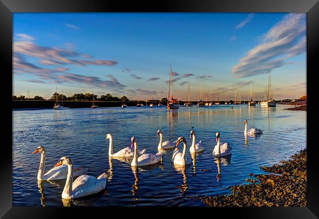 Summer Evening swans Framed Print by David Pyatt