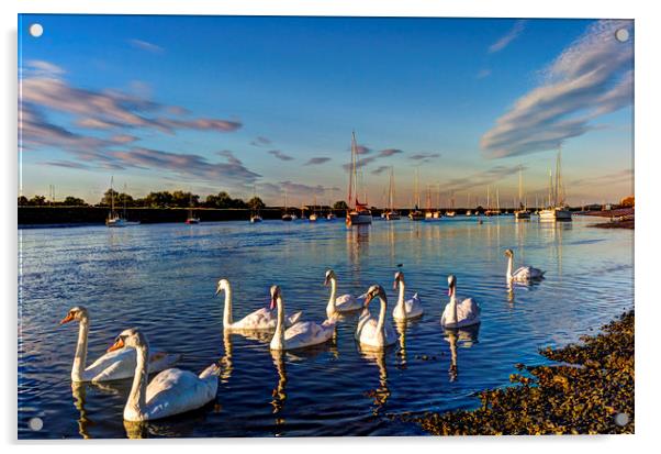 Summer Evening swans Acrylic by David Pyatt