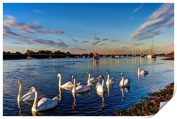 Summer Evening swans Print by David Pyatt