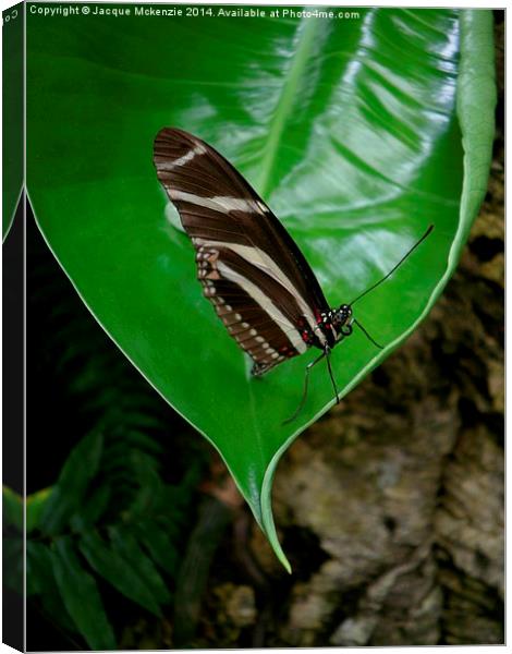 BUTTERFLY & LEAF Canvas Print by Jacque Mckenzie