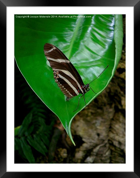 BUTTERFLY & LEAF Framed Mounted Print by Jacque Mckenzie