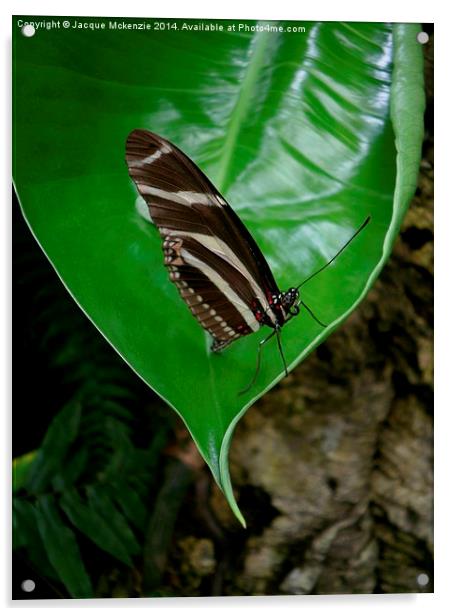 BUTTERFLY & LEAF Acrylic by Jacque Mckenzie