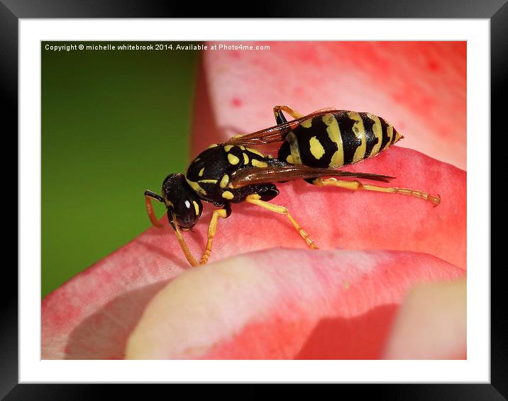 Busy Wasp Framed Mounted Print by michelle whitebrook