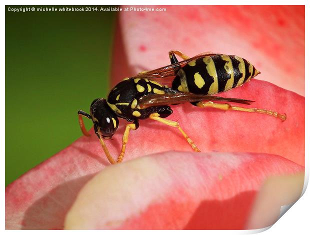 Busy Wasp Print by michelle whitebrook