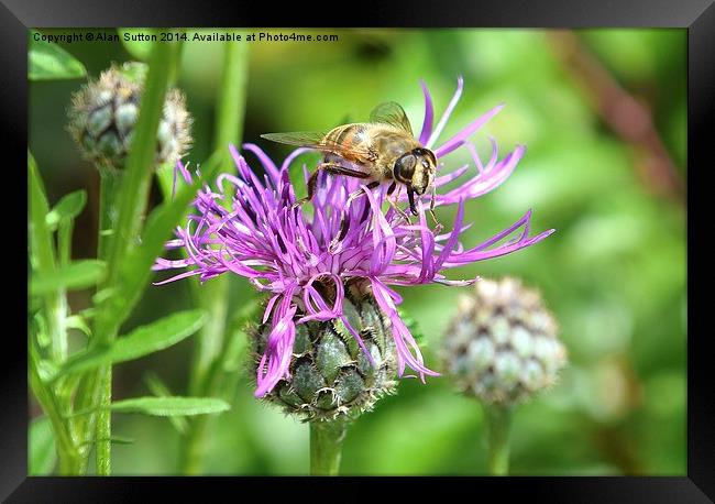 Bee Happy ! Framed Print by Alan Sutton