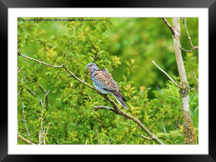 Turtle Dove Framed Mounted Print by Alan Sutton
