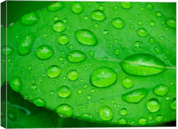 A drop of green. Canvas Print by paul cobb