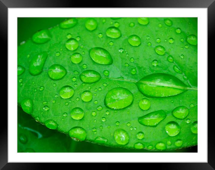 A drop of green. Framed Mounted Print by paul cobb
