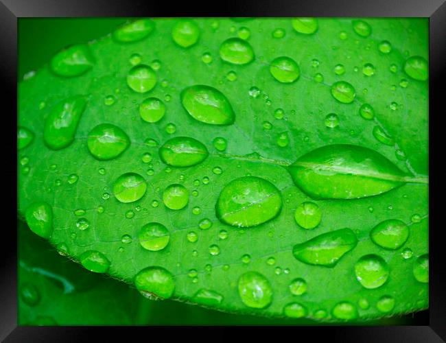 A drop of green. Framed Print by paul cobb