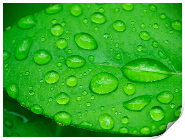 A drop of green. Print by paul cobb