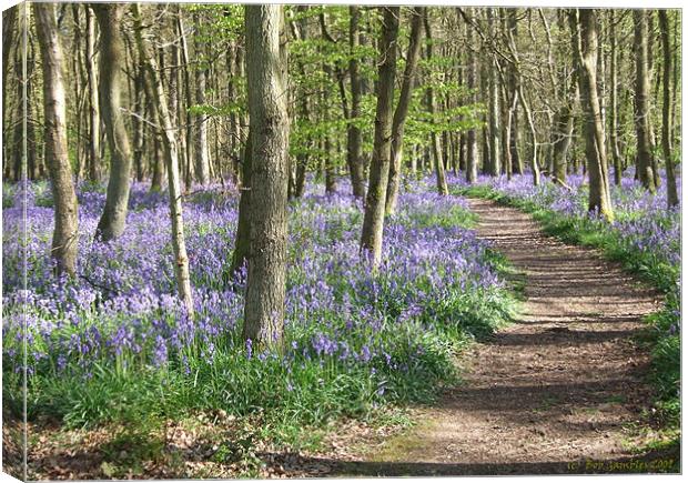 Bluebell Wood Canvas Print by Bob Gambles